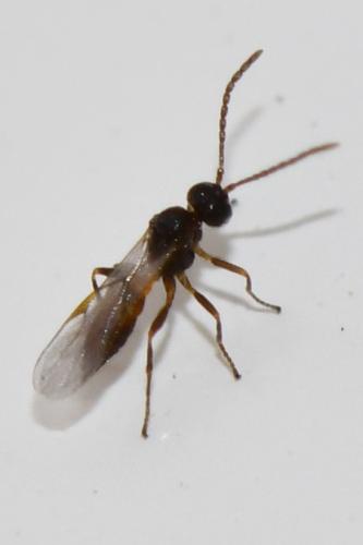 Aphidiinae
